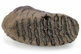 Baby Mammoth Molar - Siberia #269752-4